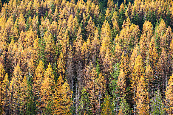 Autumnal Trees along Hwy 90 in Northern Idaho