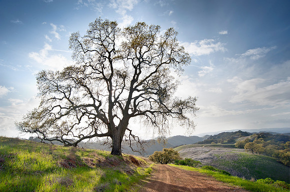 Mt. Diablo State Park