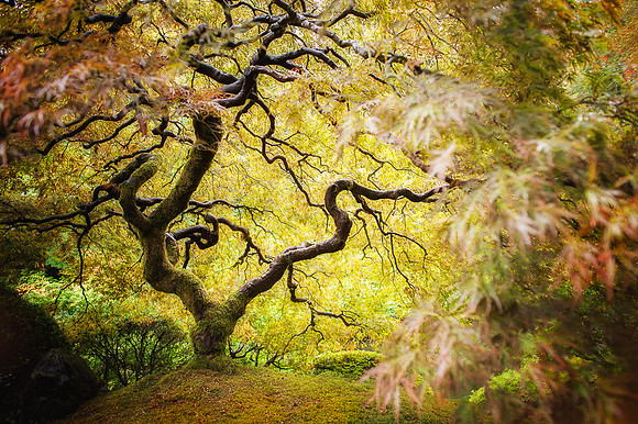 Maple Tree at Japanese Botanical Gardens - Portland, OR
